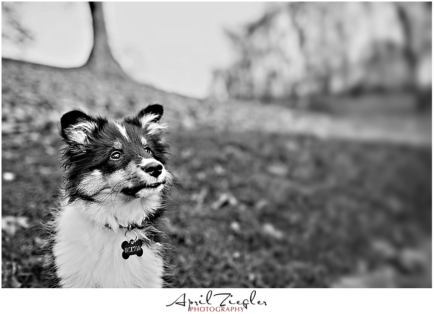 blogjackbw